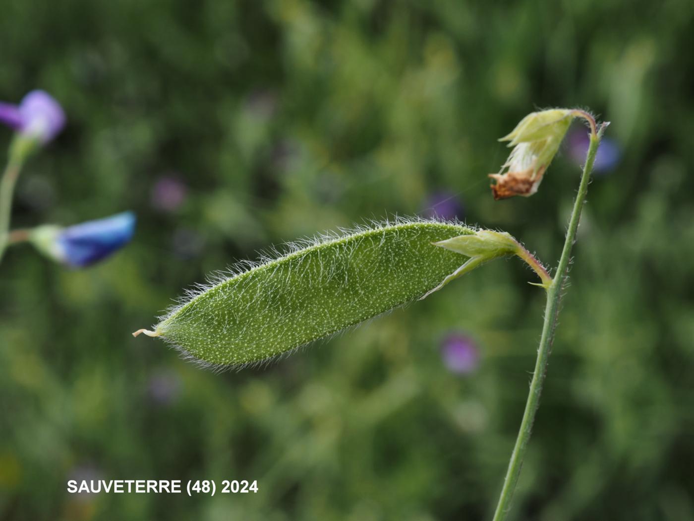 Vetchling, Hairy fruit